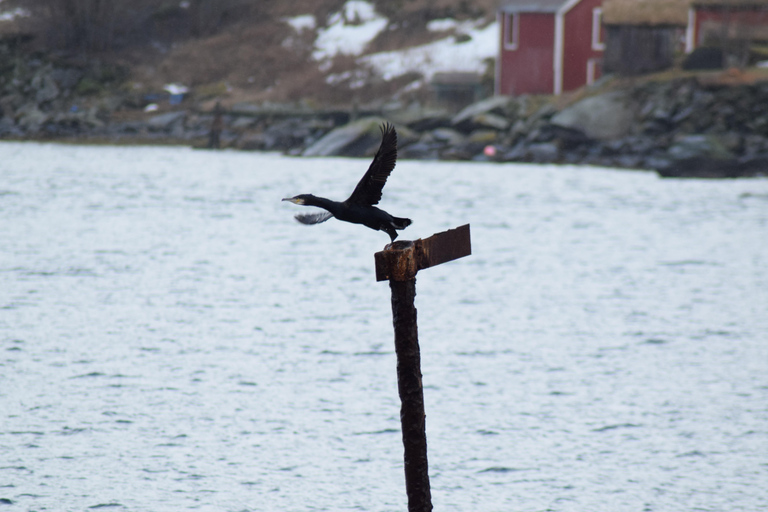 Abisko: Private Fjord Sightseeing and Photography tour