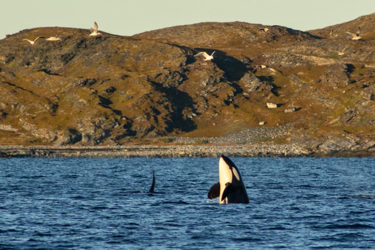 Tromsø: Orca and Whale Watching Heated Boat Trip Tromsø: Orca and Whale Watching comfort heated boat Trip