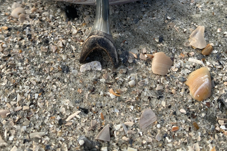 Charleston : Chasse privée aux dents de requin et observation du phare