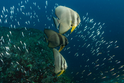 Similan 2Day-1Night Onboard MV Koon Scuba Dive or Non-Dive From Phuket Similan MV Koon Scuba with Dive - Sharing Room
