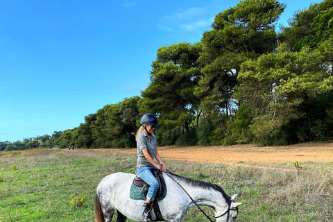 Auckland: Beach & Dune Horse Trek for Beginner Riders Auckland: 1-hr Beach & Dune Horse Trek for Beginner Riders
