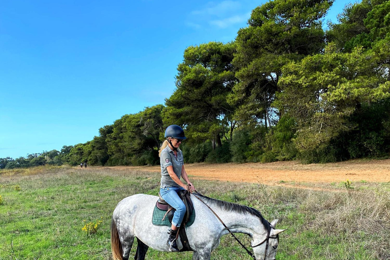 Auckland: Beach & Dune Horse Trek for Beginner Riders Auckland: 1-hr Beach & Dune Horse Trek for Beginner Riders