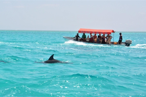 Isla de Mnemba Nadar con delfines y snokling