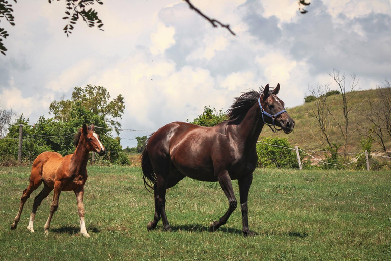 Rome: Lake Martignano Horseback Ride on a Private Estate Lake Martignano: Horseback Ride on a Private Estate