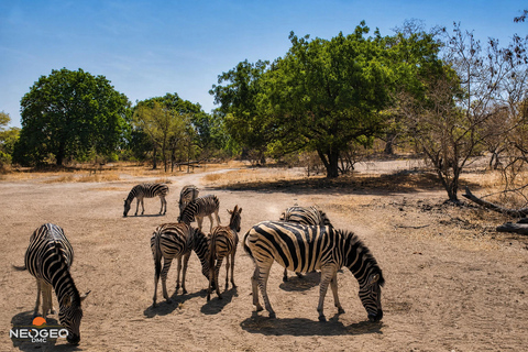 Excursion to Fathala Safari Park from Banjul Fathala Safari Park Excursion from Banjul