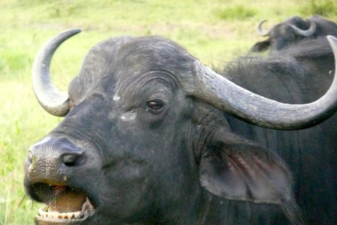 Pernoite em um safári particular em Masai MaraSafari privado noturno para acomodação de luxo em Masai Mara