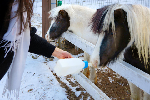 From Seoul: Wonju Nature Day Trip, Ginkgo Tree & Cable Car A. [Spring] Sogeumsan Cable Car & Cherry Blossom Tunnel Tour