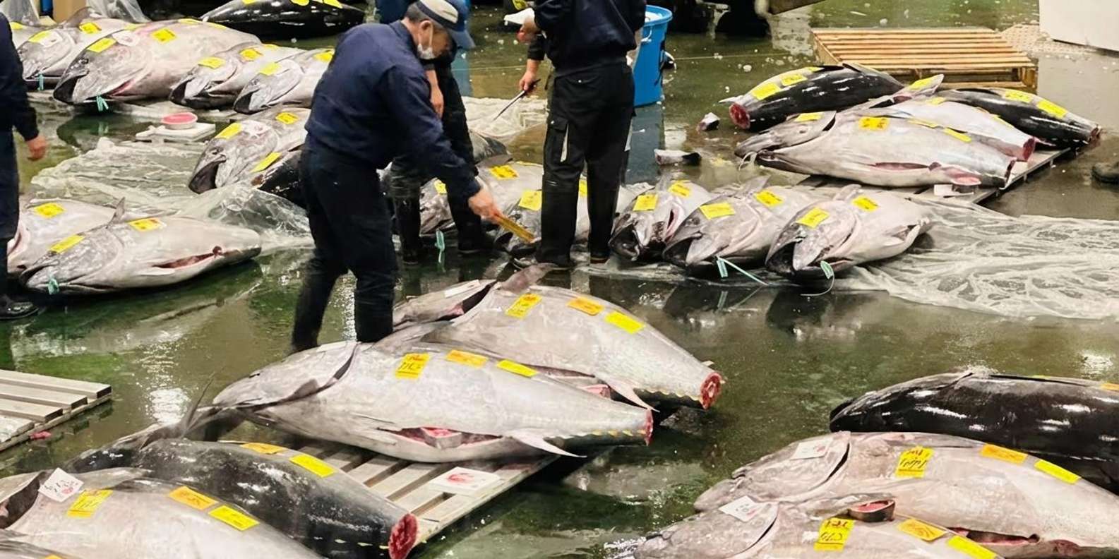 Toyosu fish market tour — tuna auction, wholesale hall and Tsukiji outer market — image 14