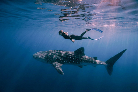 From Gili Trawangan: Whale Shark & Komodo 4-Day Adventure