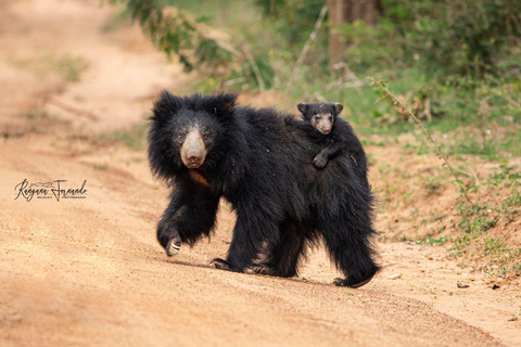 Transfer Ella to Mirissa/Galle/Hikkaduwa in Yala Safari Pick up by Car