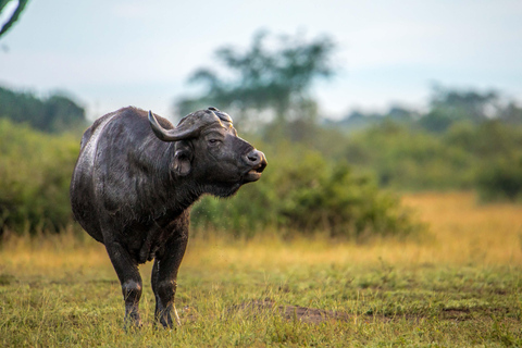 3-Daagse Koningin Elizabeth National Park groepsreis