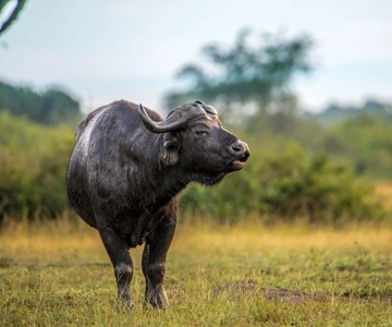 3-Day Queen Elizabeth National Park group tour