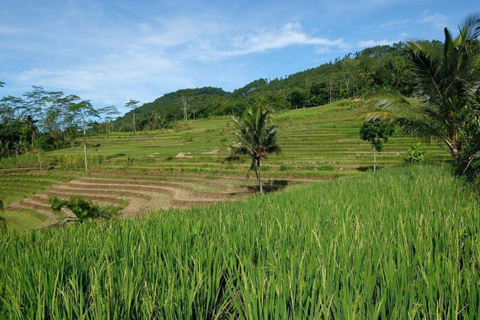 Yogyakarta: Explore Selogriyo Temple & Scenic Rice Terraces Magelang : Explore Selogriyo Temple & Scenic Rice Terraces