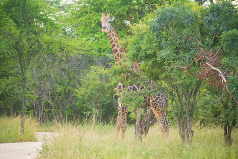 Walking safari