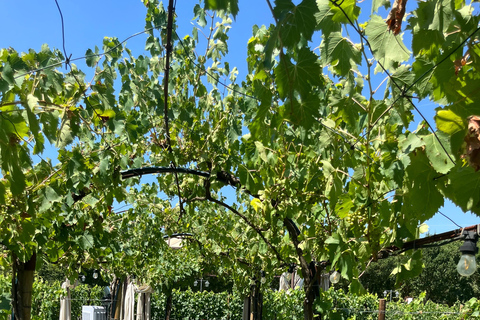 Florence: Pisa, Siena, & San Gimignano Day Trip with Lunch VIP SMALL GROUP