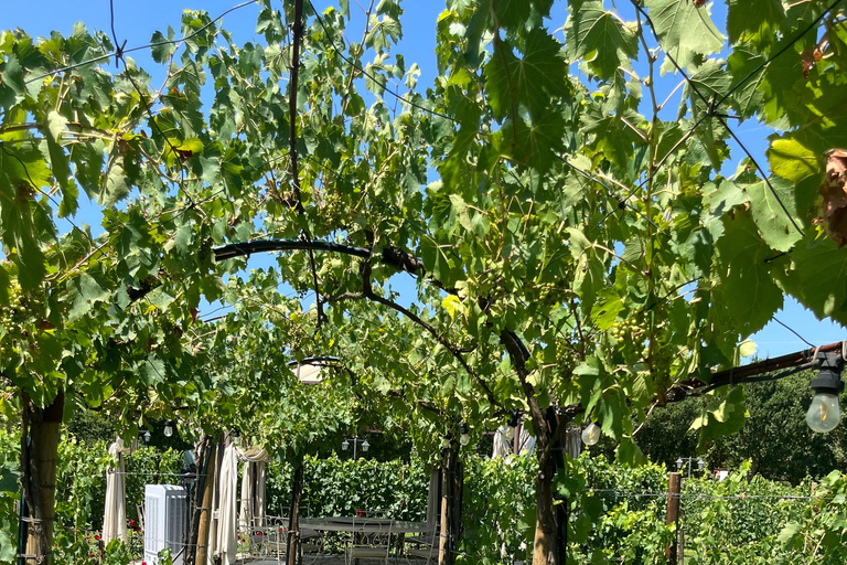 Florence: Pisa, Siena, & San Gimignano Day Trip with Lunch VIP SMALL GROUP