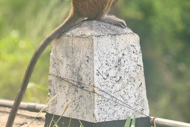 Ella: Sunrise Hike to Ella Rock with Waterfall Visit