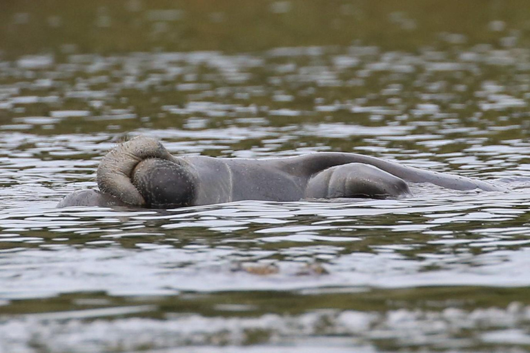 Orlando: Blue Springs Manatee Kayak Tour
