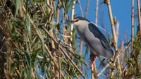 Valada do Ribatejo, Tejo River Birdwatching Experience - Housity