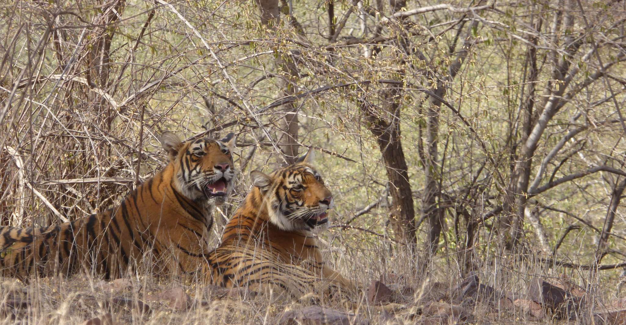 Ranthambore, Ranthambore National Park Safari - Housity