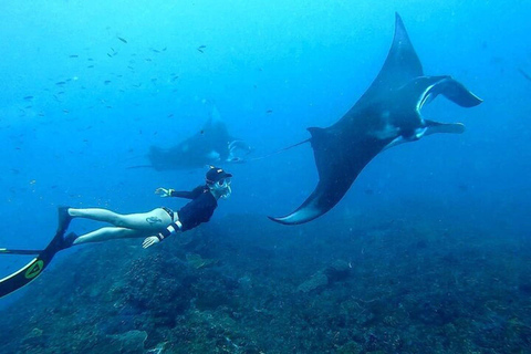 Depuis Lembongan : Plongée avec masque et tuba dans 3 endroits, mangrove et excursion à terrePlongée en apnée sur 3 sites sans déjeuner