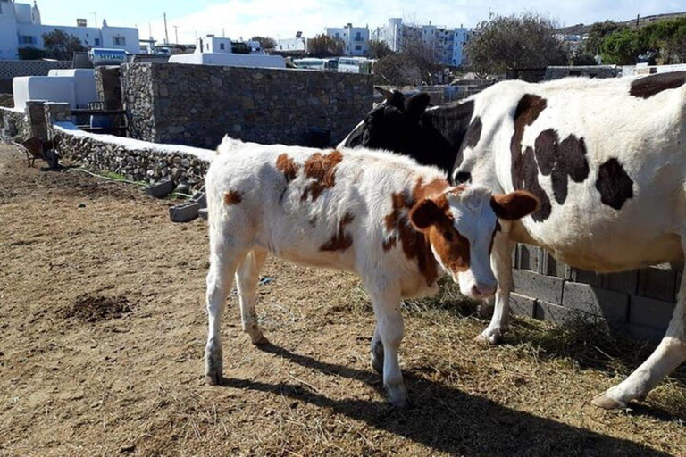 Mykonian Farm Entrance Ticket with Sweet Treat