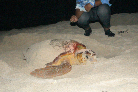 Obserwacja żółwi na Boa Vista z certyfikowanymi przewodnikamiObserwowanie żółwi w Boa Vista z certyfikowanymi przewodnikami