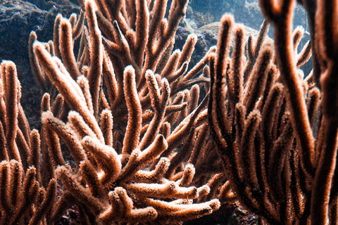 Fun Dives in Tayrona National Park's Coral Reefs