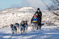 Husky Safari 1 ora (10 km) Piccolo gruppo Musking Experience - Hizvo