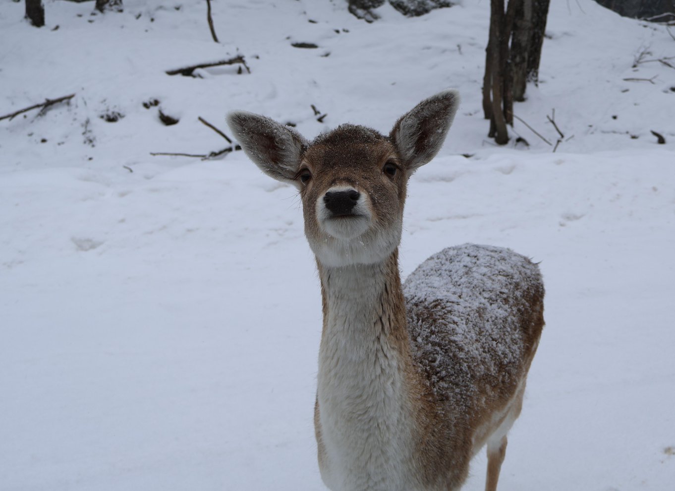 Fra Montreal: Omega Park Wildlife Safari Calling Sounds