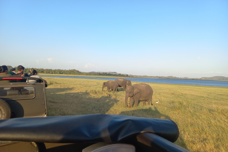 Vanuit Habarana: Minneriya Nationaal Park 4x4 Jeepsafari