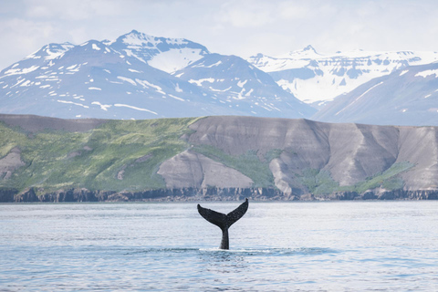 Árskógssandur: Excursión en barco para avistar ballenas