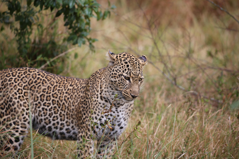 Demi-journée au parc national de Nairobi avec prise en charge gratuite