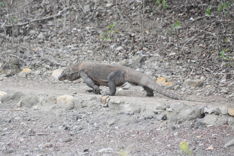 Compartir excursión de Komodo 3 días/2 noches