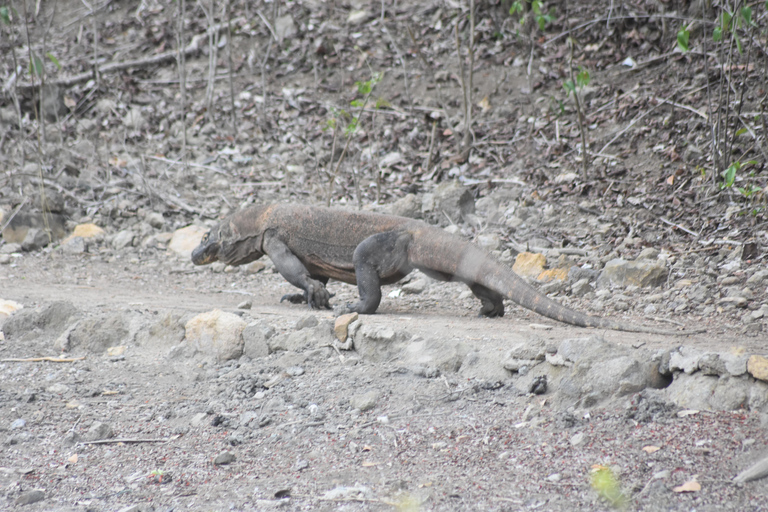 Sharing Trip Komodo 3 Tage/2 Nächte