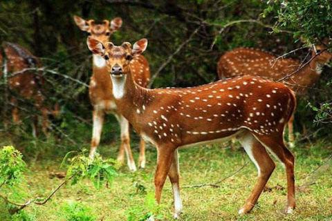 Sigiriya: Minneriya National Park Private Jeep Safari Tour Dambulla: Minneriya National Park Private Jeep Safari Tour