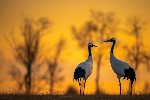 Trasferimento di sola andata da Agra a Jaipur con Keoladeo Birds Park