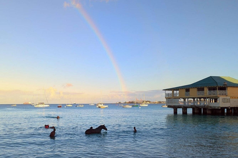 Experience Swimming Horses at Carlisle Bay & the Garrison South West Option