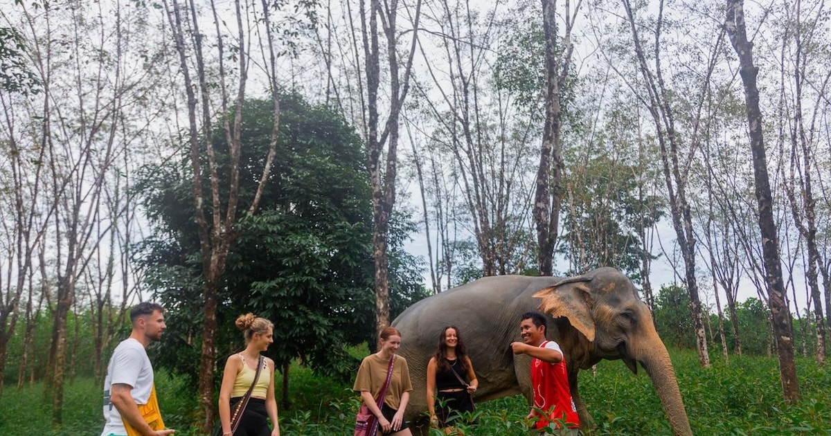 Khao Lak Guided Walk & Feed Elephant Experience with Pickup GetYourGuide