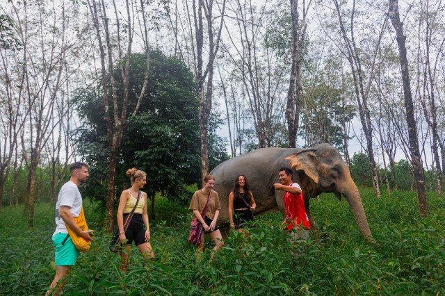 Visit Walk and Feed Rescued Elephant Guided Tour with Transfer in El Nido, Palawan