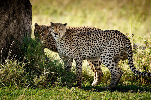 Lake Manyara NP e Cratera de Ngorongoro: Safári de 2 dias