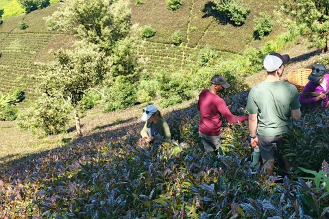 Tour della fattoria del tè viola da Nairobi - Esplora i verdi di GaturaTour della fattoria del tè viola da Nairobi - Esplora Gatura Greens