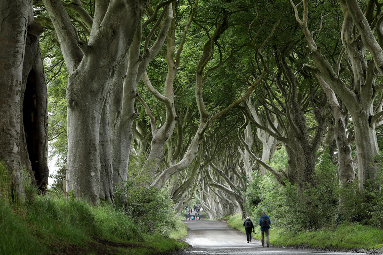 Von Belfast aus: Giant&#039;s Causeway und Game of Thrones TourLuxuriöser Mercedes für 1-3 Personen