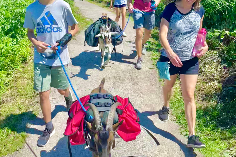 Quebec City: Guided Goat Hike & Beaver Dam Visit with Picnic