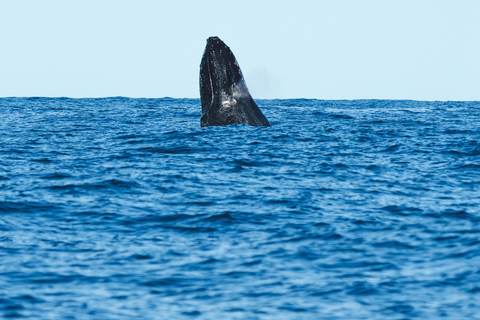 The Rio´s Ultimate Whale Whatching Experience THE RIO´S ULTIMATE WHALE WHATCHING