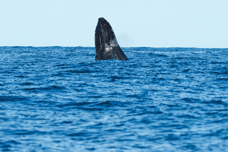 The Rio´s Ultimate Whale Whatching Experience THE RIO´S ULTIMATE WHALE WHATCHING