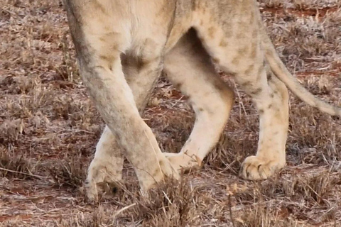 Mombasa/Diani: 2-Day Tsavo East Safari with Meals Private day tour to Tsavo East National Park - VAN