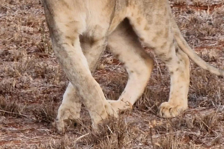 Mombasa/Diani: 2-Day Tsavo East Safari with Meals Private day tour to Tsavo East National Park - VAN
