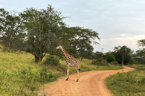 Kampala: 3-Day Magnificent Murchison Falls Safari