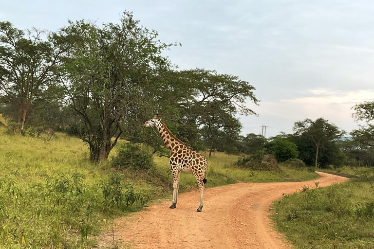 Kampala: 3-Day Magnificent Murchison Falls Safari